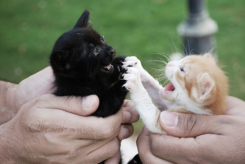 Pet Battles - so cute it should be illegal.